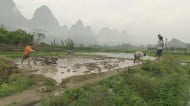 ricegrowing jiuxiancun • go between films documentary